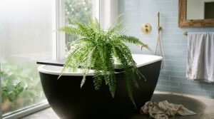 five best indoor bathroom plants