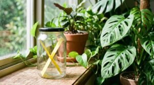 getting rid of indoor plant gnats
