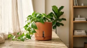 top self watering indoor pots 2027
